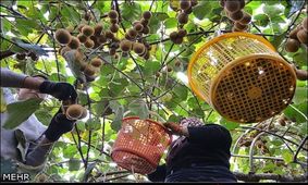 بازار میوه عید آرام خواهد بود+قیمت ها
