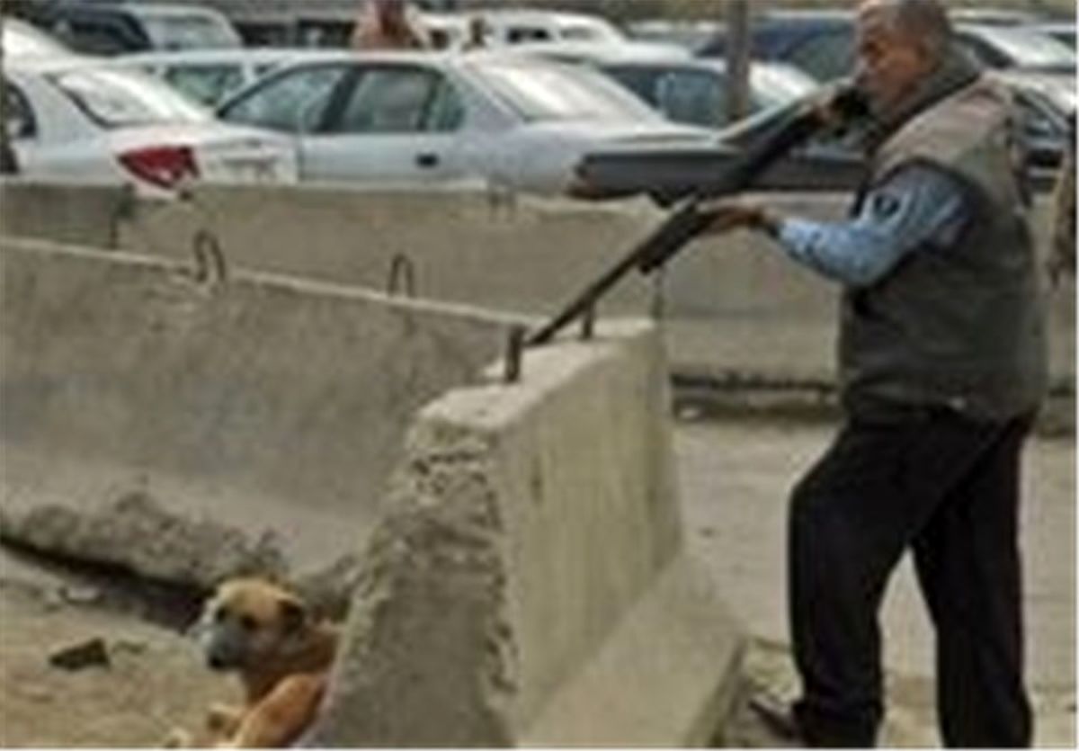 جنجال سگ‌های ولگرد به شورای شهر بندر ماهشهر کشیده شد