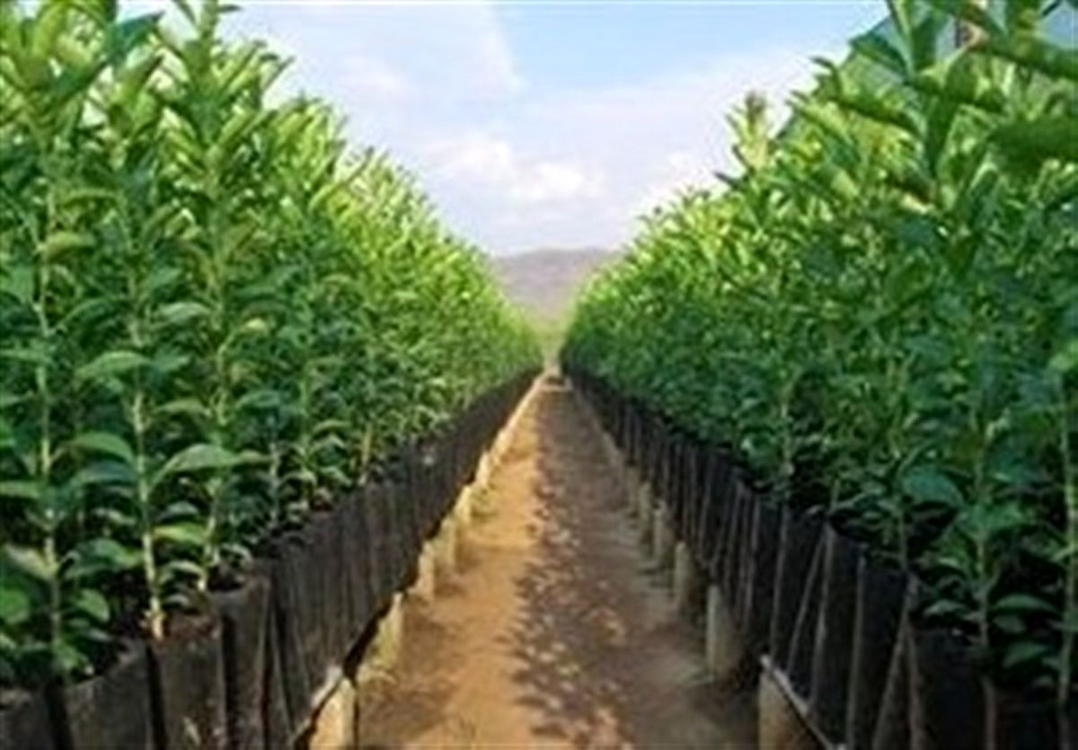 امسال ۵۰۰ هزار اصله نهال در استان البرز توزیع می‌شود