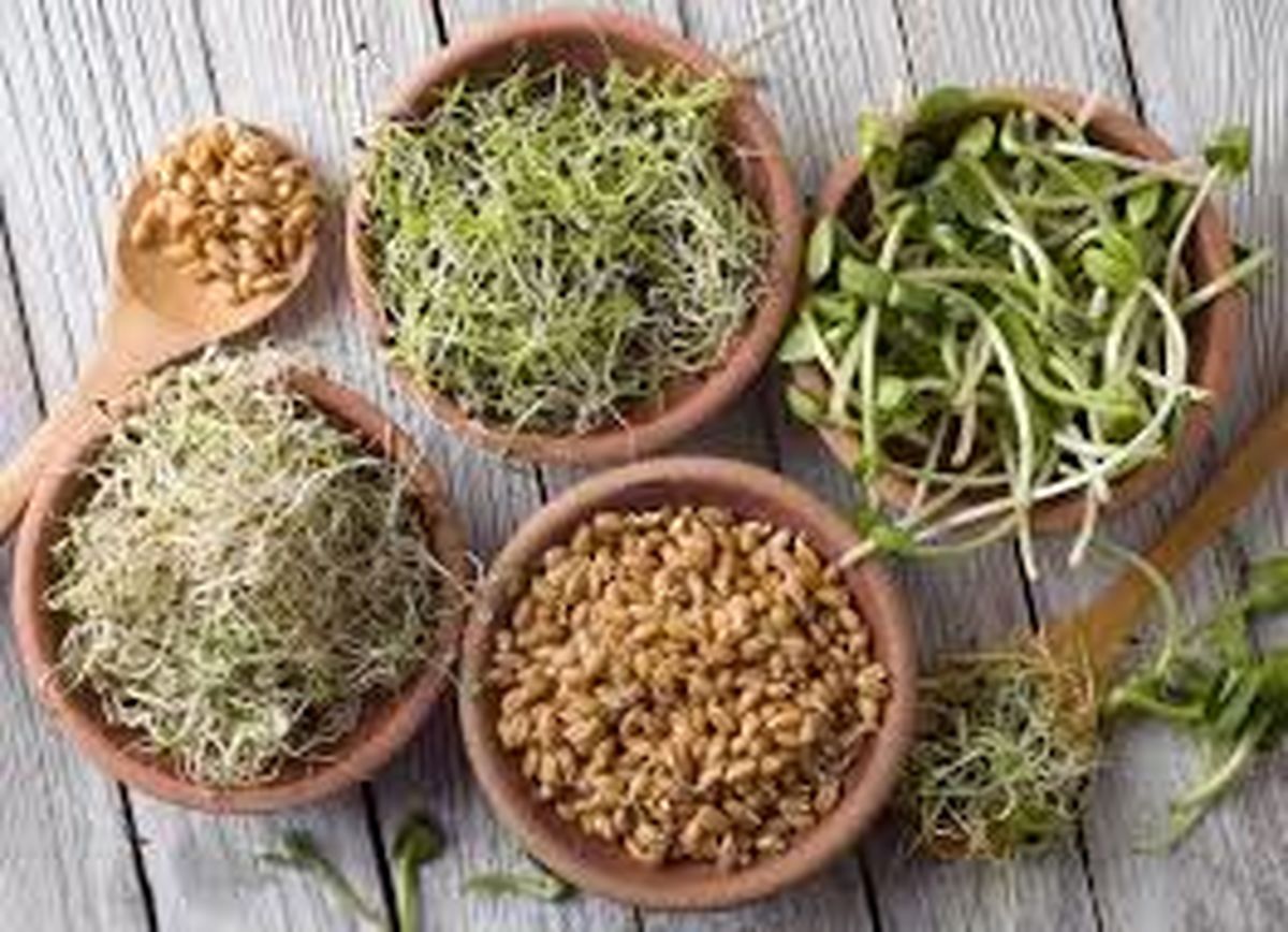 پیشگیری از سرطان کلیه با جوانه های گیاهی