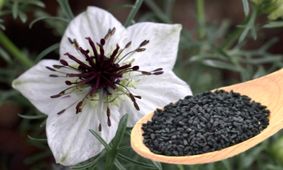 آشنایی با خواص سیاه دانه برای لاغری + طریقه مصرف سیاه دانه