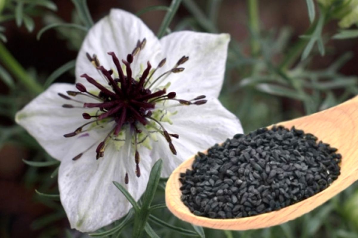 آشنایی با خواص سیاه دانه برای لاغری + طریقه مصرف سیاه دانه