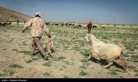 زمان کوچ عشایر کهگیلویه و بویراحمد مشخص شد