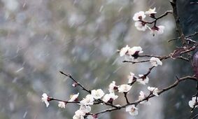 اردیبهشت با دمای صفر درجه می آید/ احتمال بارش برف وسرمازدگی باغات