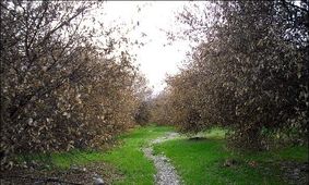 آرزوی یکساله کشاورزان ارومیه را سرما یک شبه برد