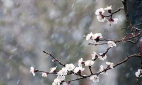 سرمای شدید در زنجان محصولات کشاورزی را تهدید می کند
