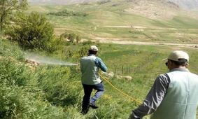 ۱۵ هزار هکتار زمین کشاورزی سیستان و بلوچستان علیه ملخ صحرایی سمپاشی شد