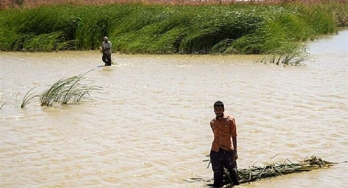 انتقاد یک مسئول از برداشت زودهنگام نیزارهای تالاب هامون