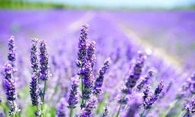خواص روغن اسطوخودوس برای رشد مو