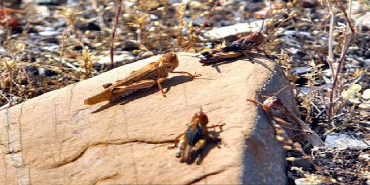 هجوم ملخ‌های صحرایی به روستای گزیر بندرلنگه