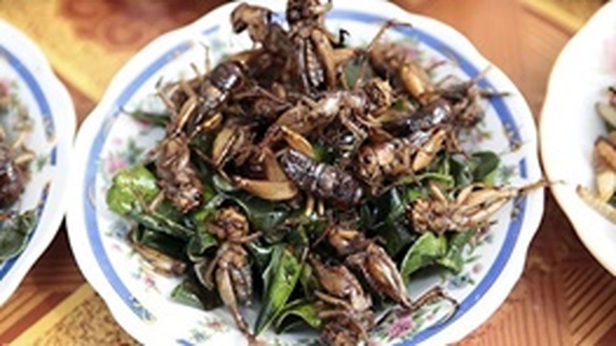 وقتی حشرات ناهار آنجلینا جولی شدند/از پروتئین کرم تا کلوچه زنبور؛ غذای نسل آینده بشر!