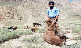 مراسم سنتی پشم‌چینی گوسفندان