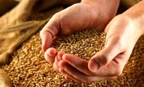 امسال قیمت گندم چه تغییری می‌کند؟