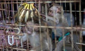 دنیا در آستانه تجربه یک «انقراض گسترده» دیگر!