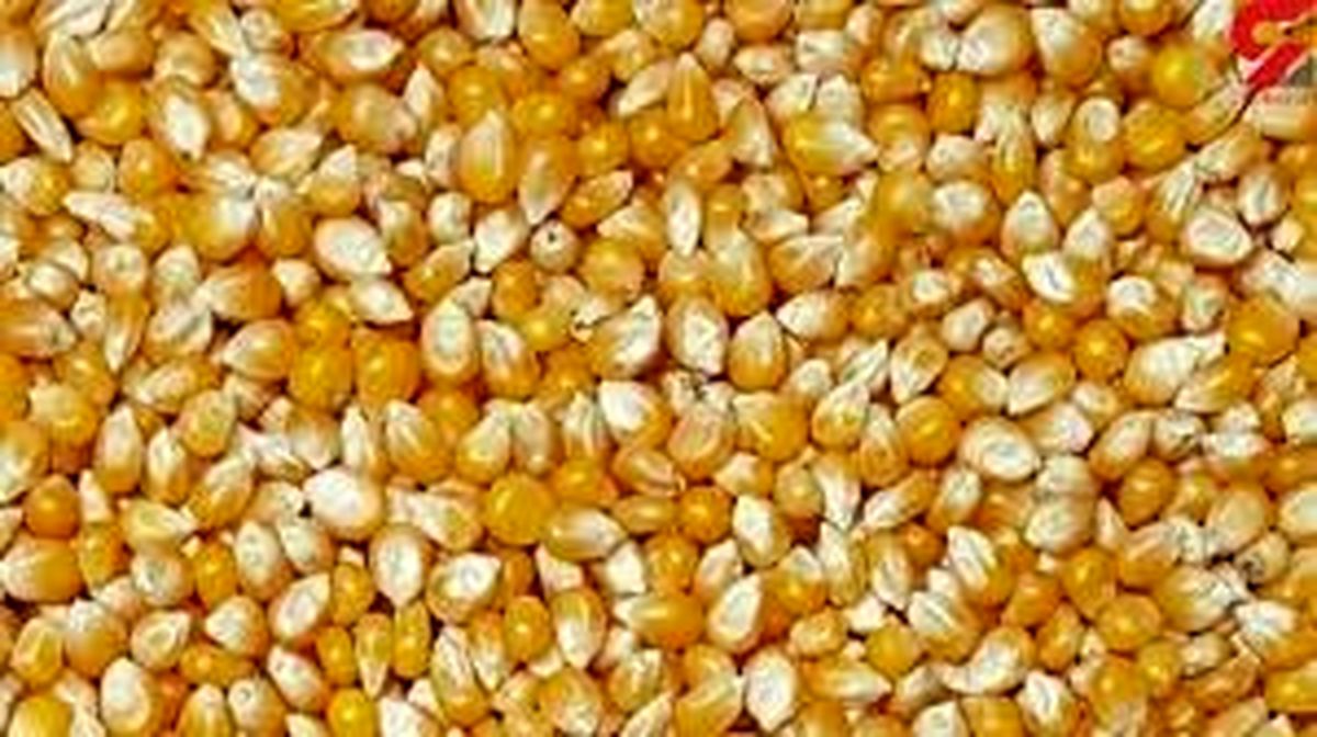 سکوت استاندارد در ماجرای ترخیص ذرت های آلوده و چند ابهام!