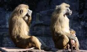 باغ‌وحش ظرفیت نداشت؛ میمون‌ها را کشت