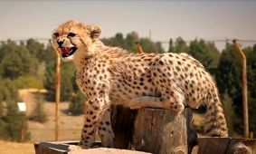 افشای سند دکتر پیتر کالدول از بیماری پیروز/ «چرا به مردم امید بیهوده دادید؟»

