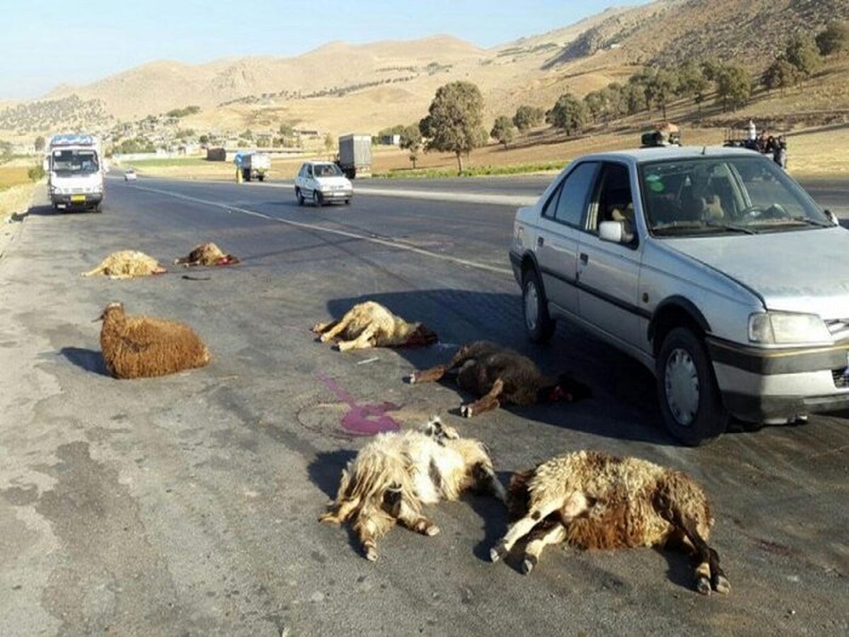 برخورد سواری پراید با گله گوسفندان در مراغه