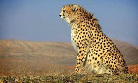 ناقوس مرگ یوز ایرانی در کویر خراسان جنوبی به صدا درآمد