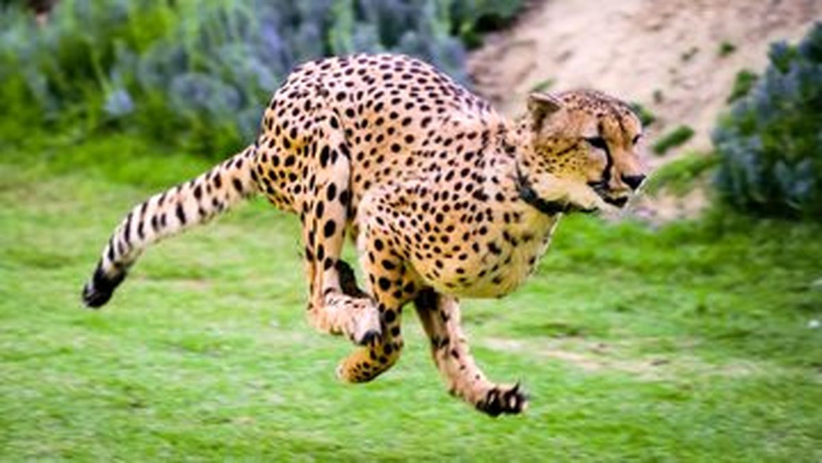 چه شد که یوزپلنگ ها سریع ترین حیوانات روی زمین شدند؟