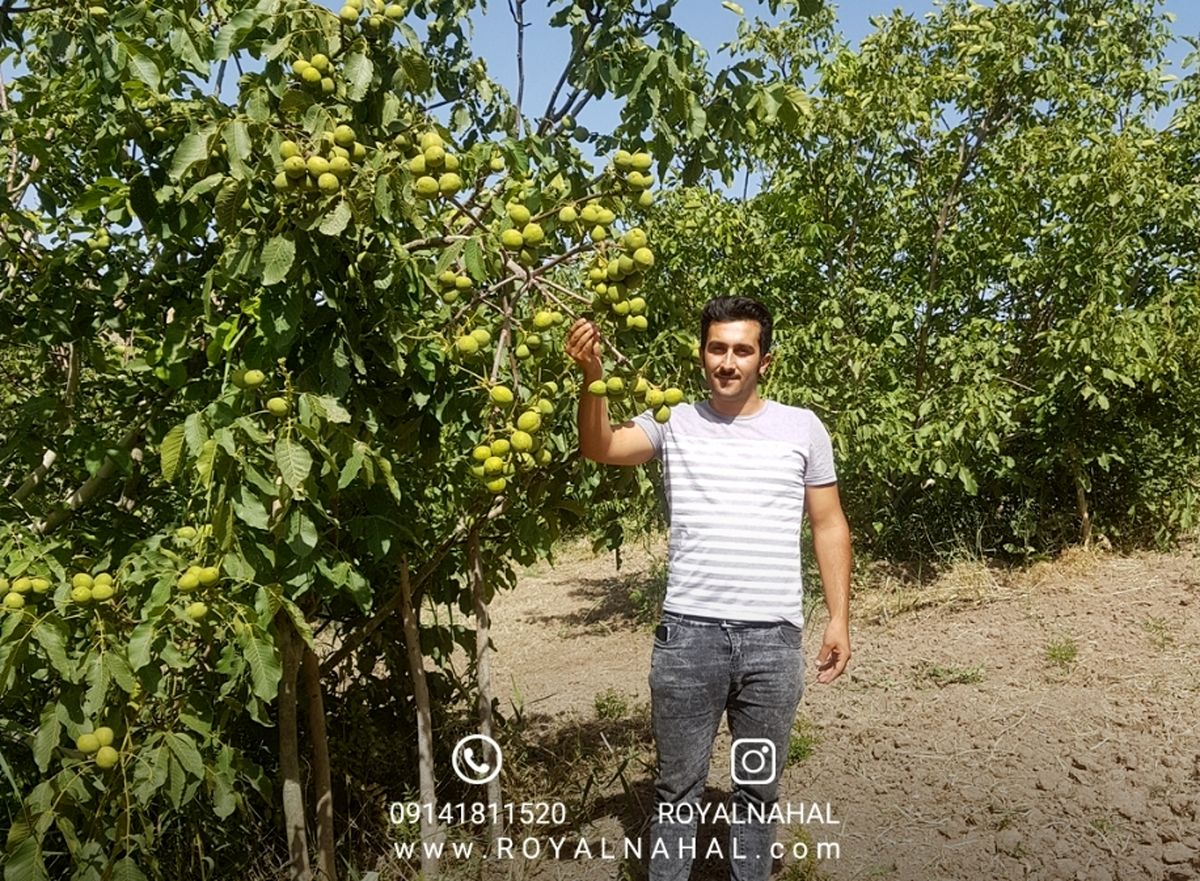 باغ گردو ژنوتیپ رویال احداث کنید زیرا محصول آن با طلا برابری می‌کند