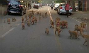 میمون‌ها نوزادی را ربوده و در آب غرق کردند