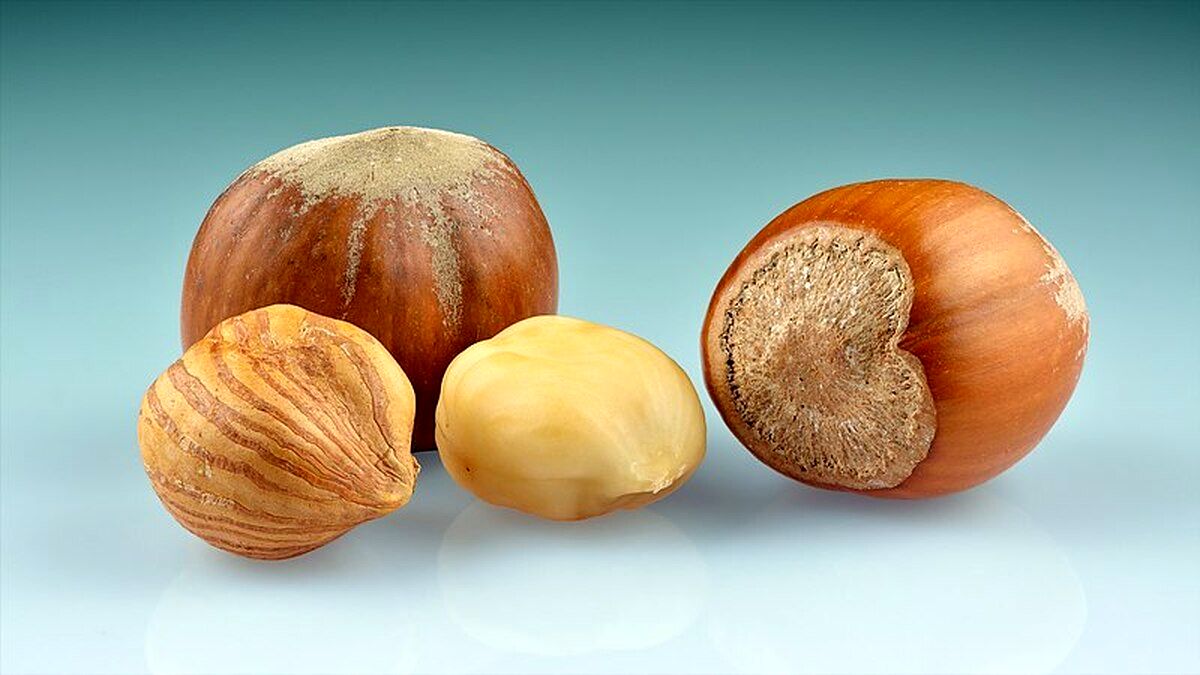 این مغز یک نوع مولتی ویتامین محسوب می شود