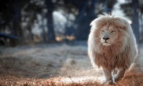 باشکوه‌ترین شیر نر جهان