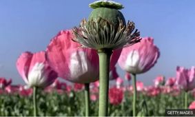 ماجرای کشت خشخاش در ایران به کجا رسید؟