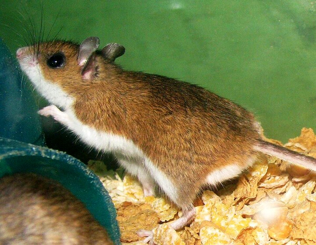 موش‌های عامل انتقال هانتاویروس چه مشخصاتی دارند؟  