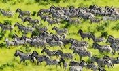 تست بینایی/ در عرض 6 ثانیه ببر پنهان شده را در میان گورخرهای در حال دویدن تشخیص دهید؟