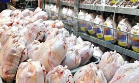 پر و بال تولید مرغ چیده شد