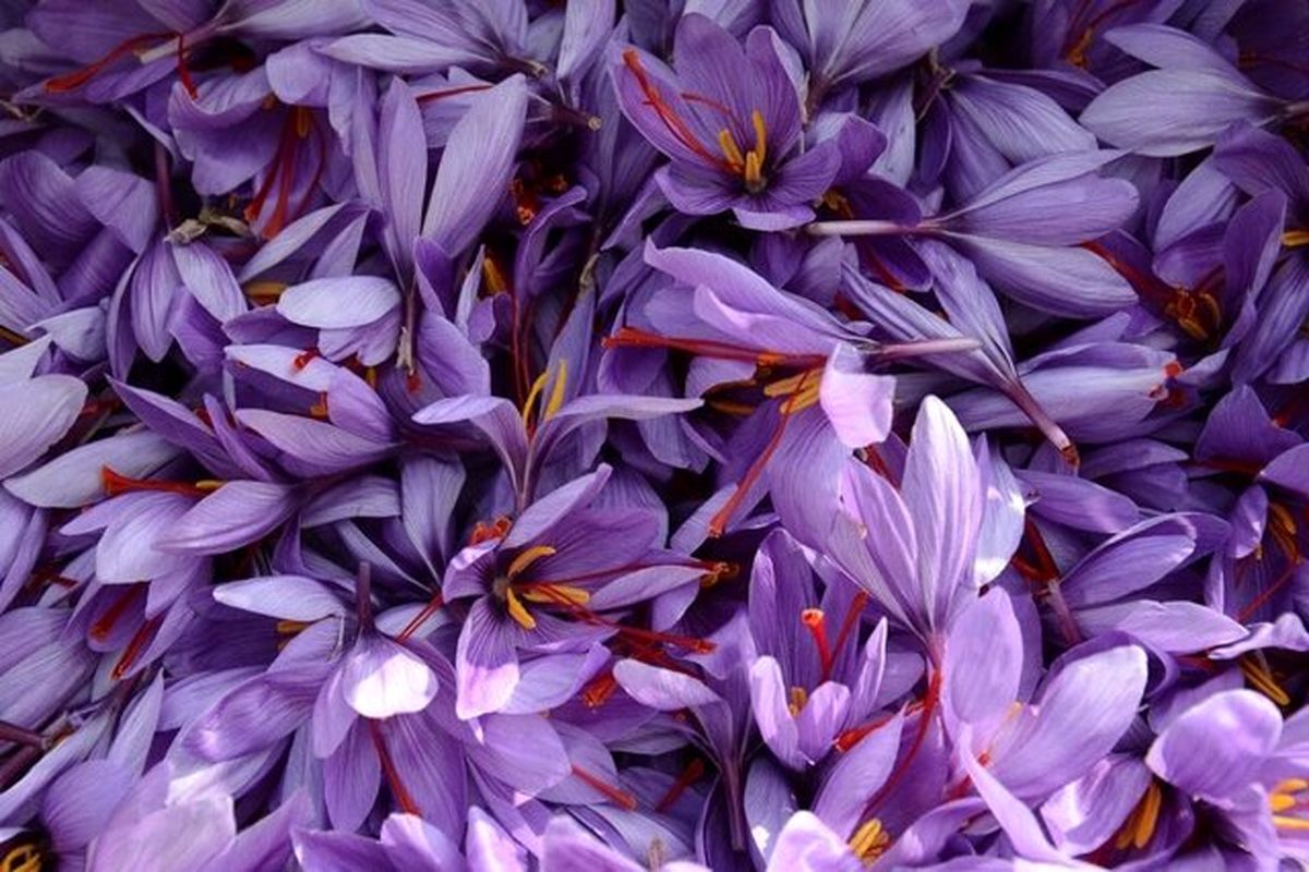 ساخت پماد سوختگی از دور ریز زعفران 

