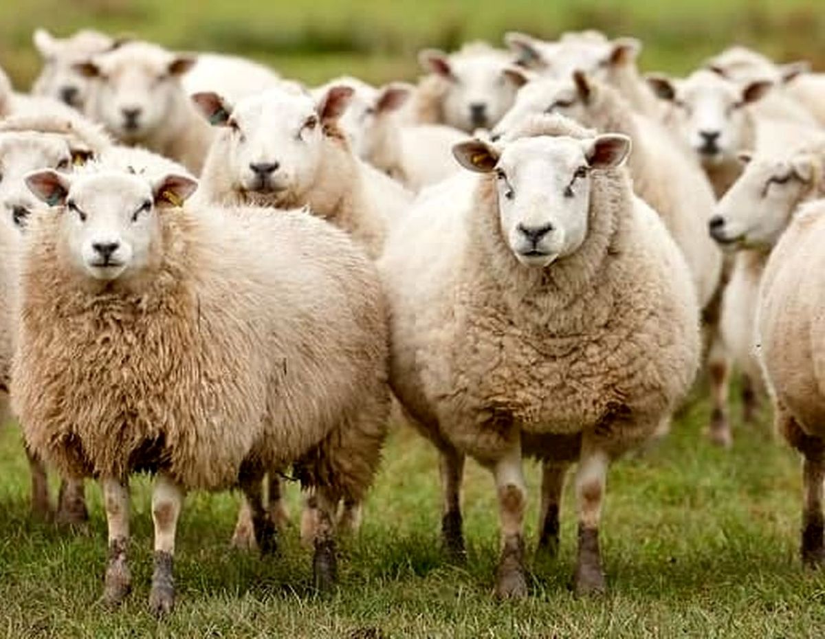 افزایش ۱۶۰ درصدی قیمت گوسفند زنده

