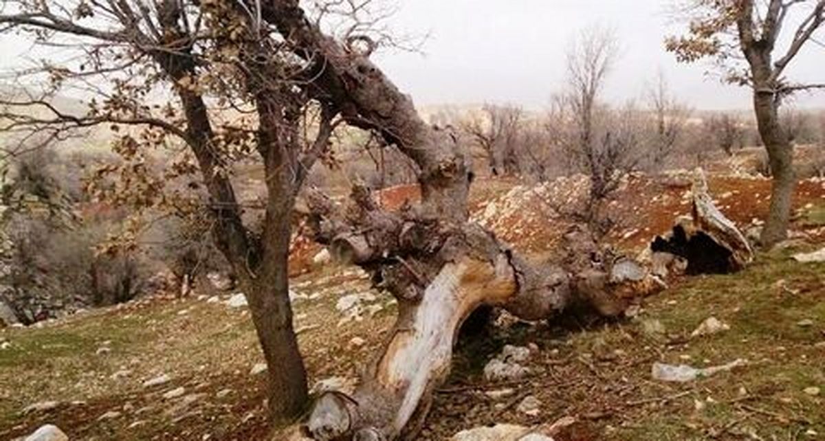 عزم جهادی برای نجات جنگل