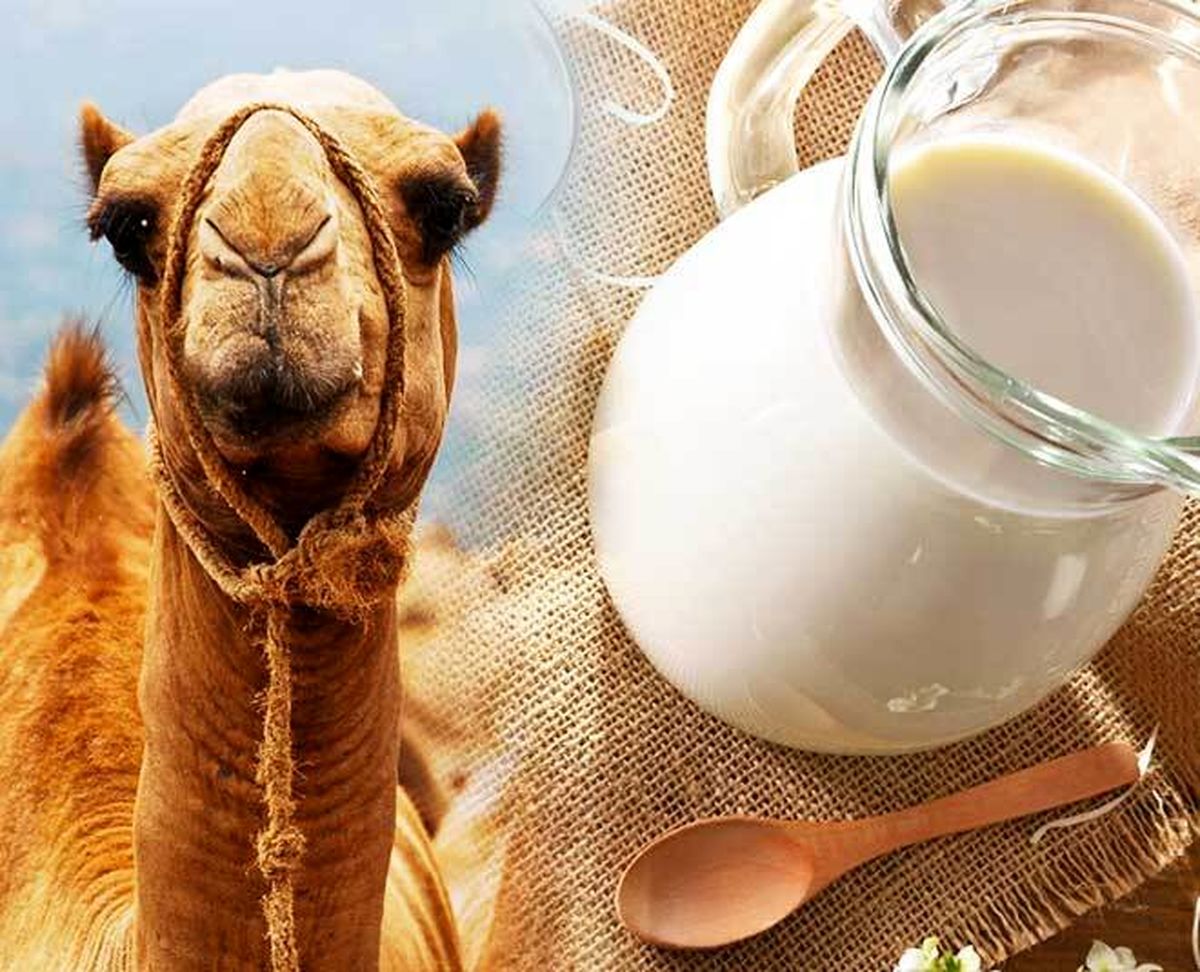 آیا شیر شتر شدت آسم را کاهش می‌دهد؟
