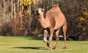 بارگیری عجیب شتر در هواپیما/ ویدئو